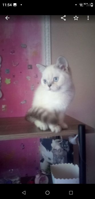 Котёнок,котик,серебристая шиншилла,Шотландский кот.