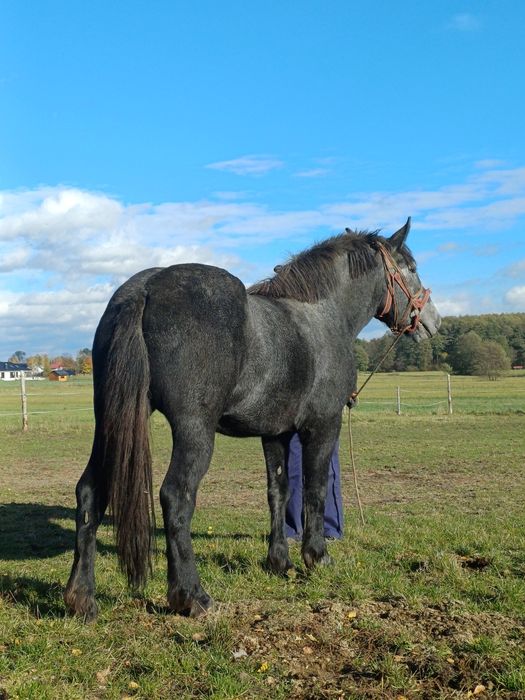 Źrebica zimnokrwista szpaka