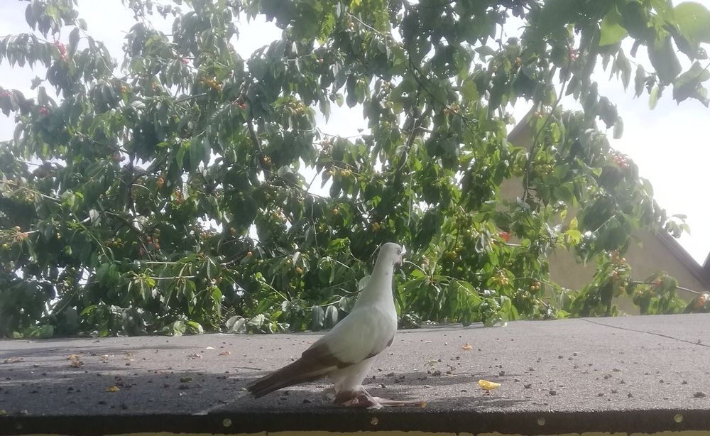 Gołębie ozdobne Widyn Widym Motyl czarne czerwone