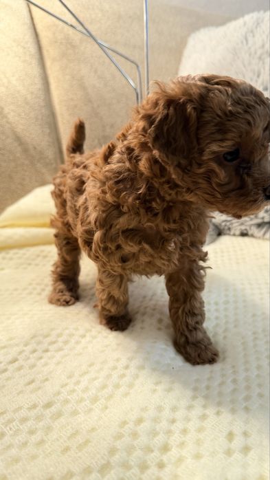 Продам малишей Мальтіпу