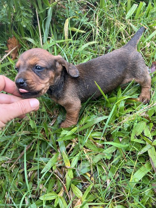 Menino teckel miniatura