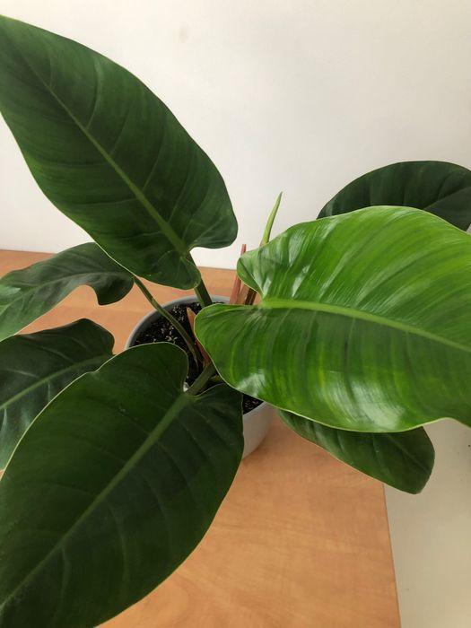 Roślina wysokości 40 cm