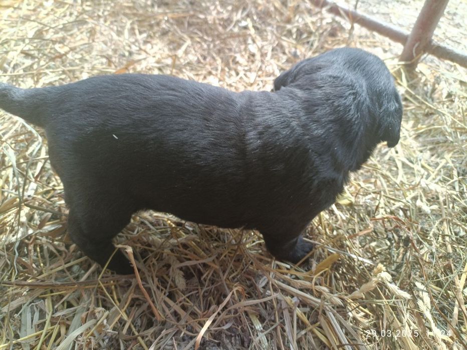 Продам цуценят лабрадора