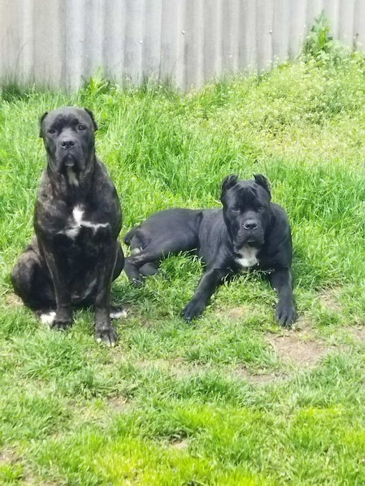 Кане-корсо щенки