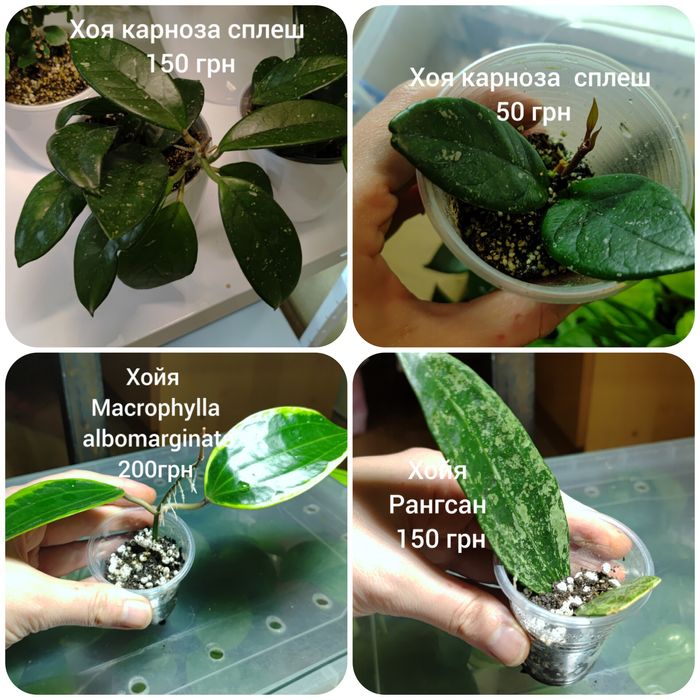 Хойї. Хлорофітум. Монстера. Сингоніум.Філодендрони . Зрізи і вкорінен