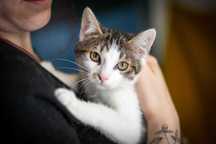 PARYS kocur do adopcji