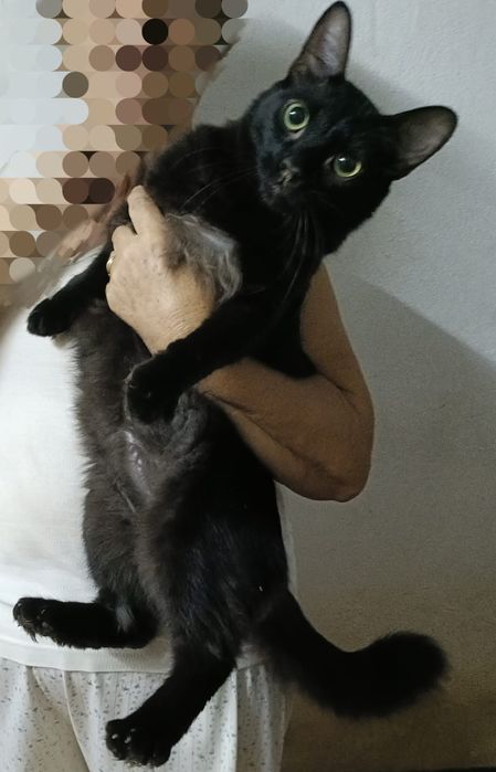 Gato preto jovem para adoção responsável