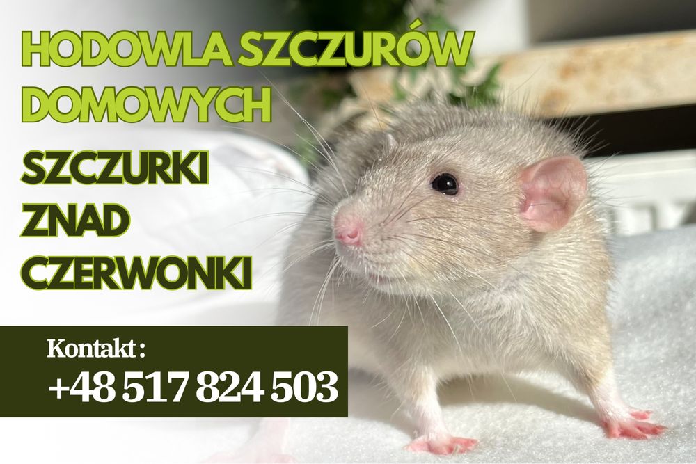 Piękne szczurki dumbo rex i standard miot M szczur szczury szczurki