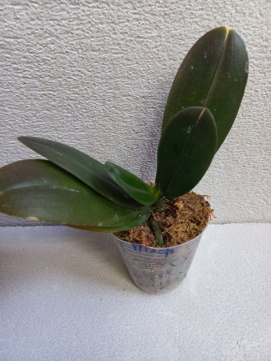 Орхидея фаленопсис Phal. 5100 пилор