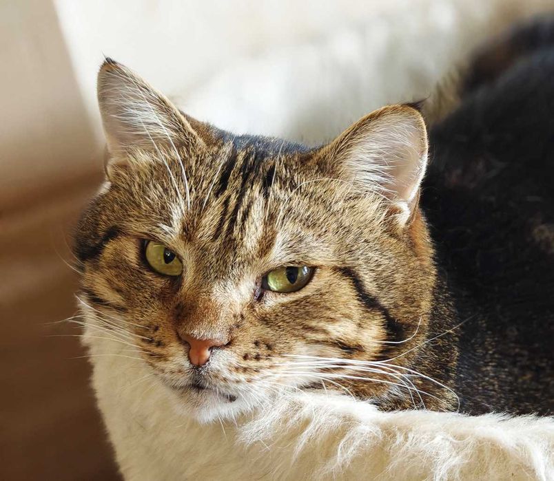 Няшний котя Меркурій дуже чекає на свою людину, 2 роки