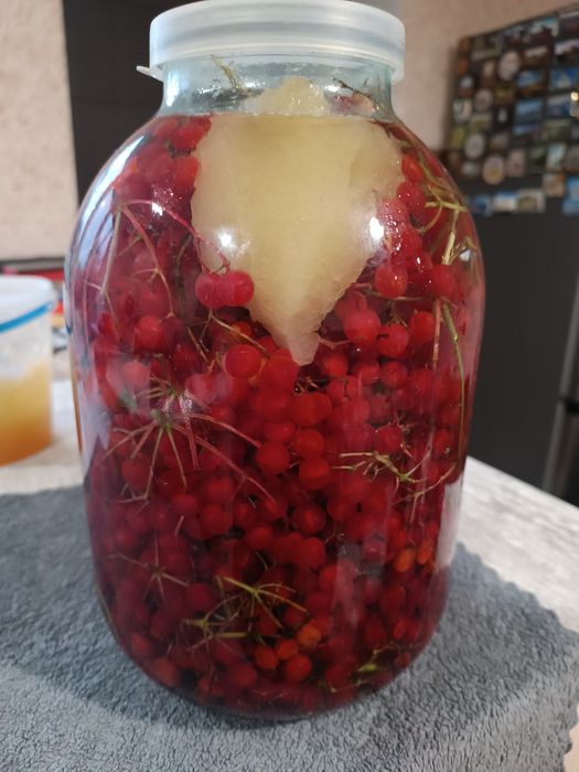 Калина. Ягоди калини.