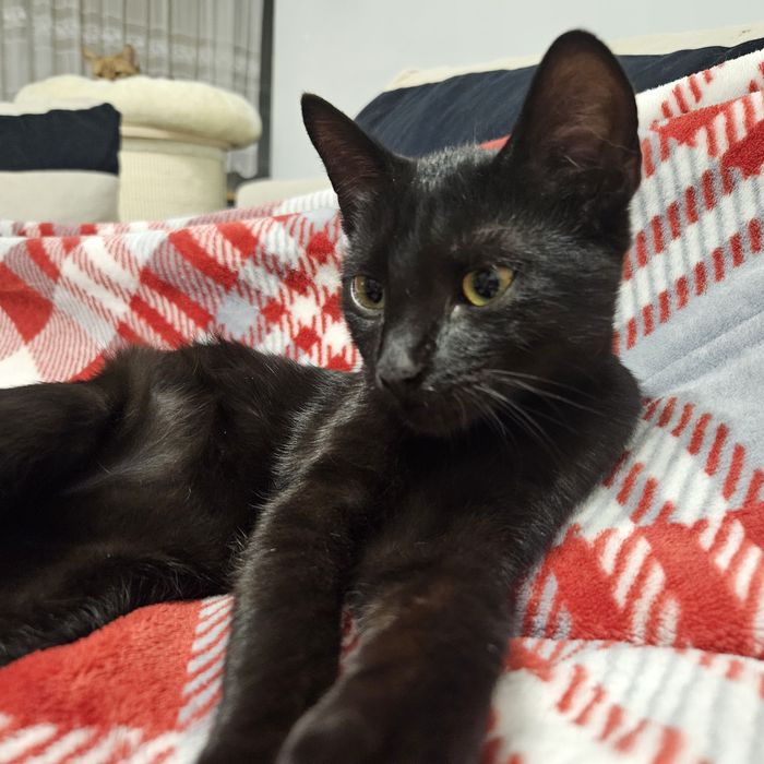 Czarnulka do adopcji