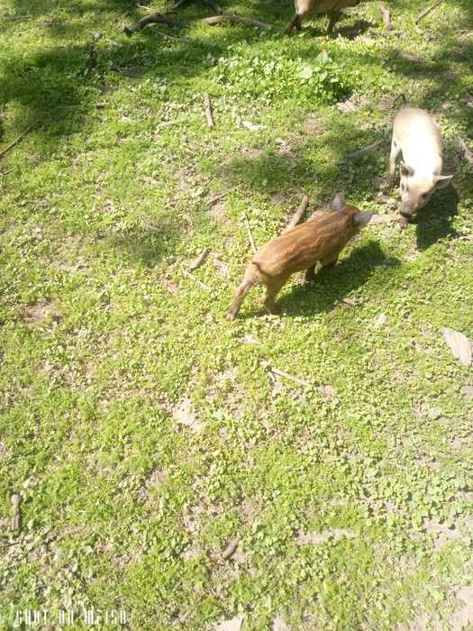 Поросята Мангалиця, мангал, льошка, кнурик