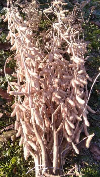 Семена канадской сои OLDHAM, WINONA. Первая репродукция.