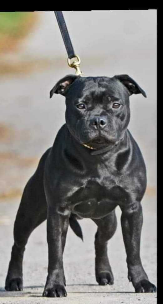 Staffordshire Bull Terrier, Staffik Stafford