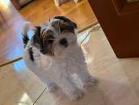 Piękny York terrier Biewier Pies Yorkshire metryka rodowód wyprawka