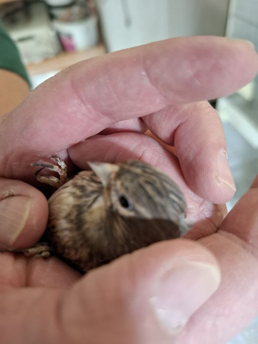 Makolągwa ptak z woliery