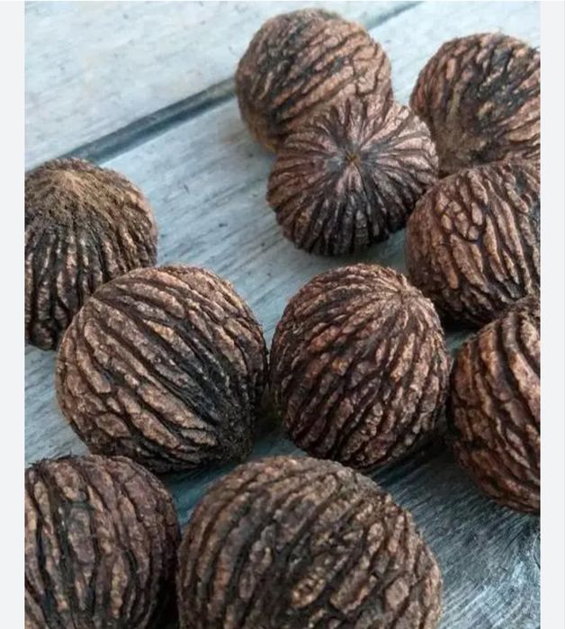 Продам саджанці ЧОРНОГО ГОРІХА