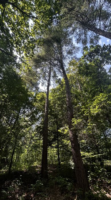 Modrzew na pniu 4szt