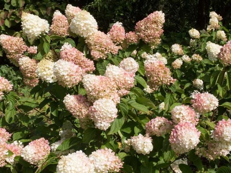 Hydrangea paniculata 'Pink Diamond'