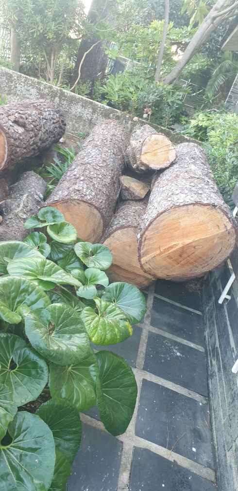 Troncos de pinheiro cortado em 50 cm