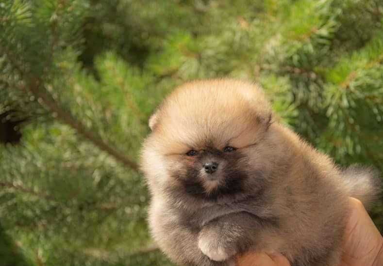 Spitz Alemão Anão e/ou Lulu da Pomerânia   com LOP e AFIXO