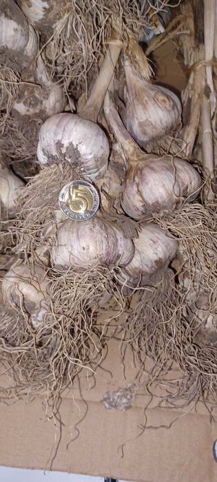 Czosnek  Lubasza - Idealny do sadzenia