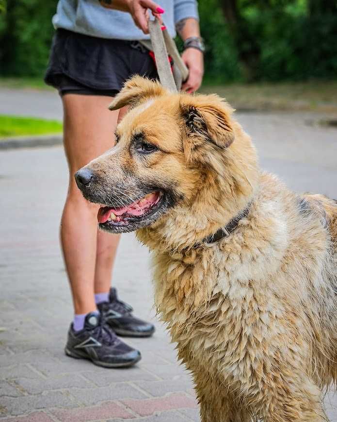 Niesamowicie skrzywdzony, charakterny Lazur szuka doświadczonego domu!