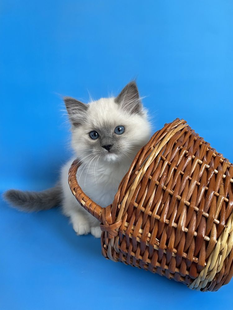 Котёнок, регдолл, Ragdoll,
