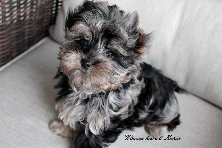 Yorkshire Terrier Merle Piesek York