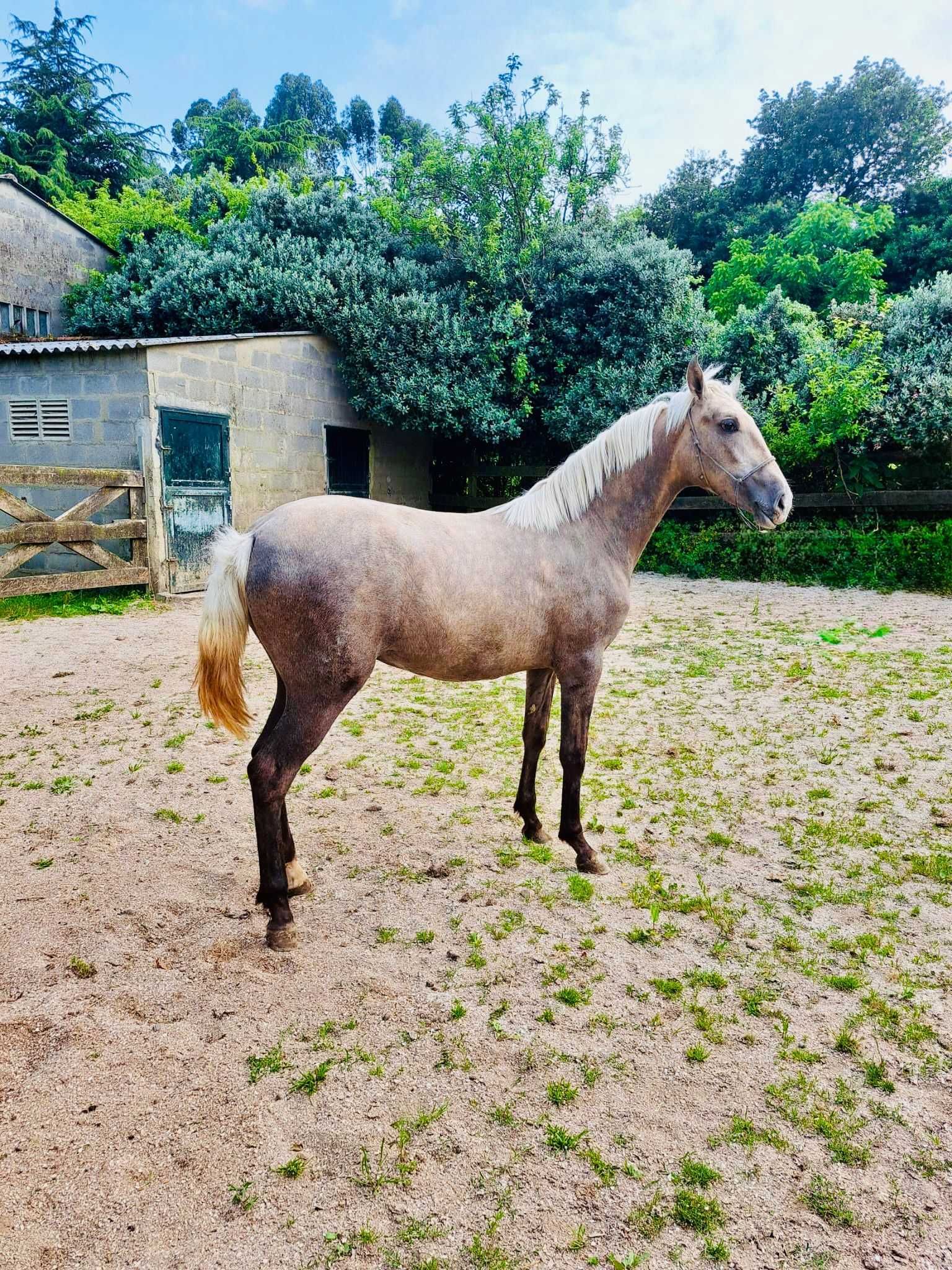 potra perla 14 meses 158cm