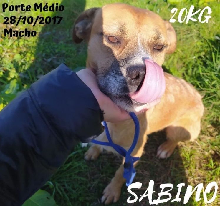 Cão Porte Médio (20kg) Para Adoção (Sabino)