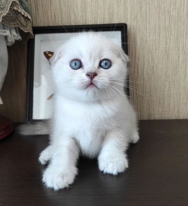 Ласковые котята милые