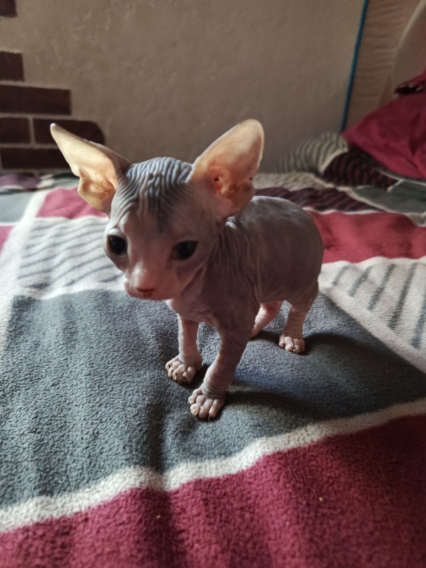 Донські кошенята