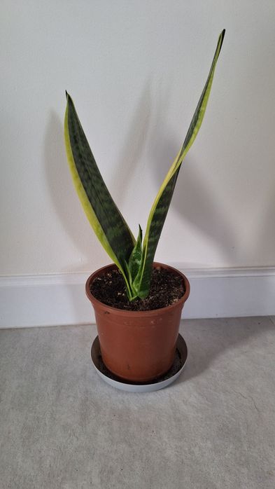 Sansavieria, aloes