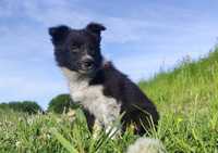 Border Collie - Szczeniak, komplet dok.