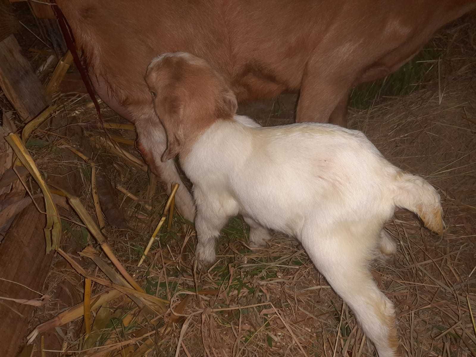 Cabras Boer Puras machos e femeas Viana do Castelo
