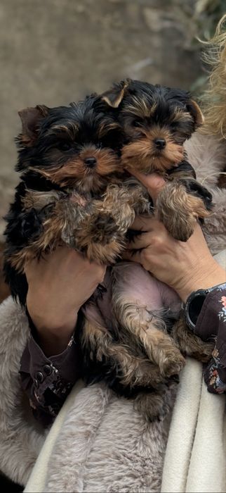 Malutkie Yorkshire Terrier FCI