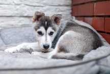 Szczeniak samiec SIBERIAN HUSKY linia użytkowa ZKwP FCI