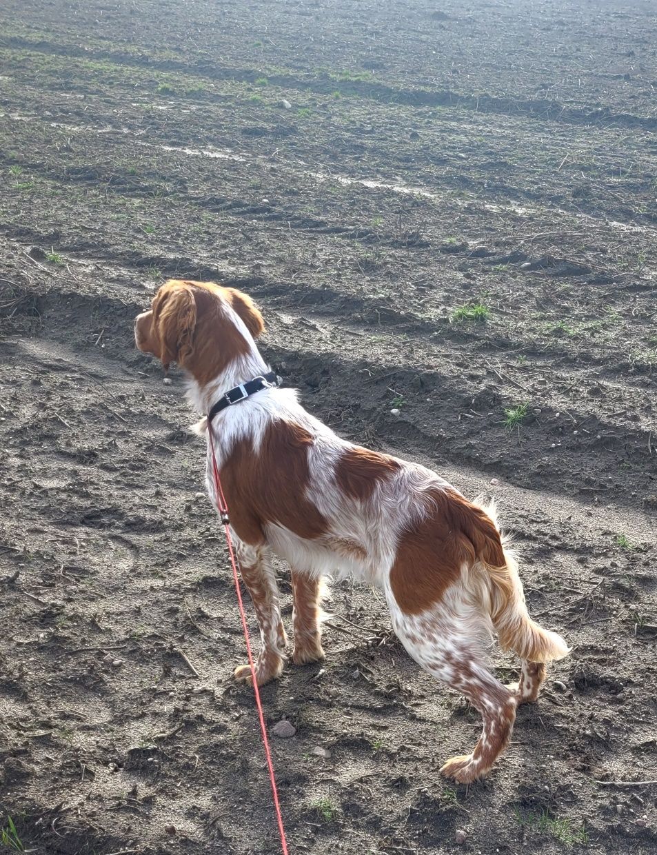 Spaniel Bretonski (Epagneul Breton FCI)