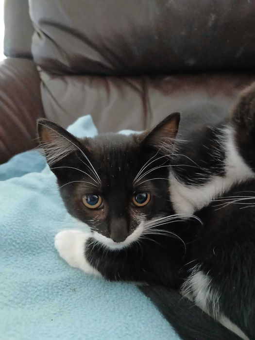 Gatinhos muito meigos