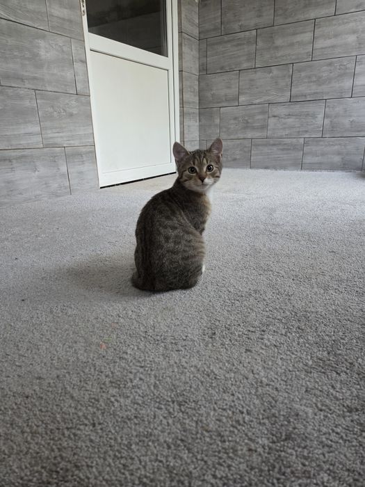 Skoczny kotek Kangurek szuka domu