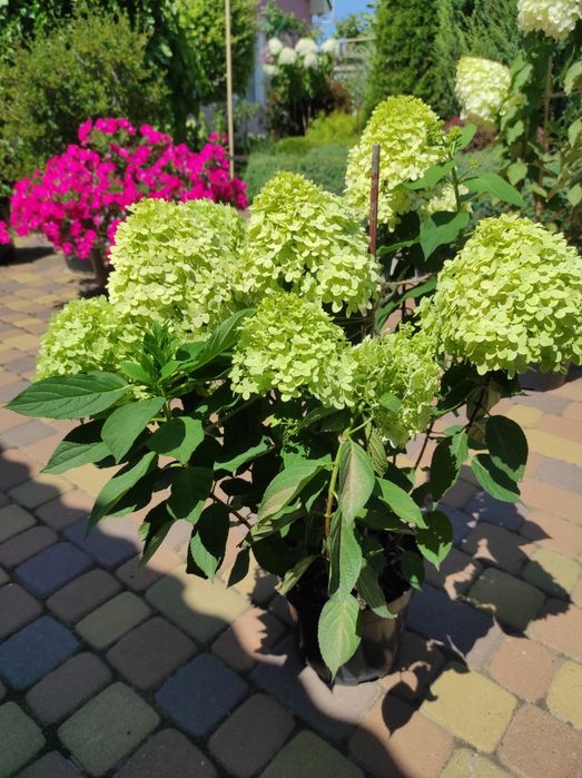 Гортензія Ренсам Фрамб.,Графіті ,Фрайз Мельба ,Лаймлайт,Пастель грін,