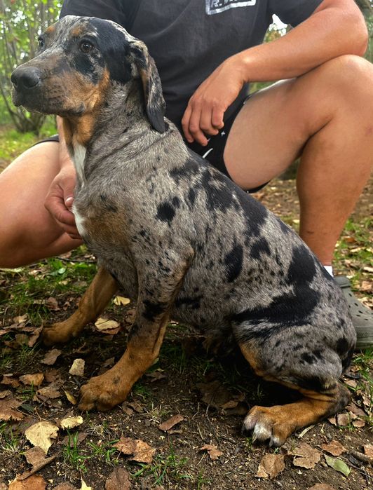 Catahoula luizjana leopard dog