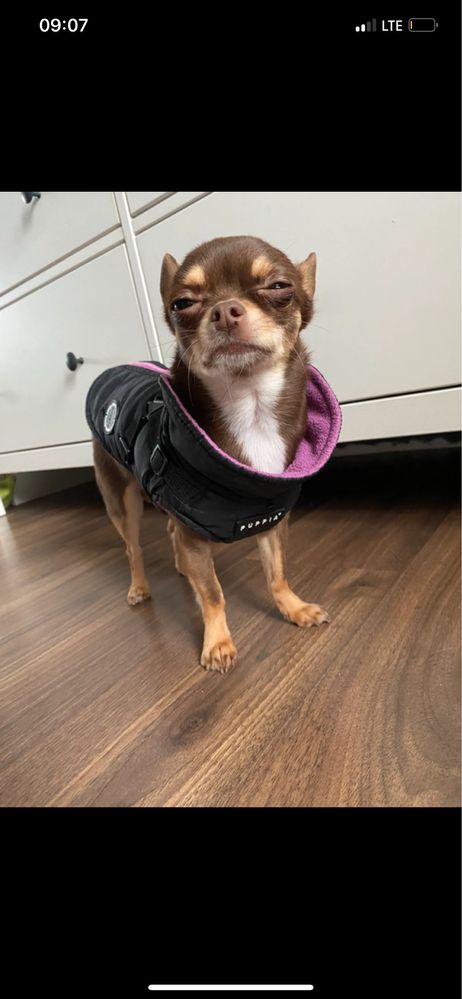 Kurtka z szelkami puppia