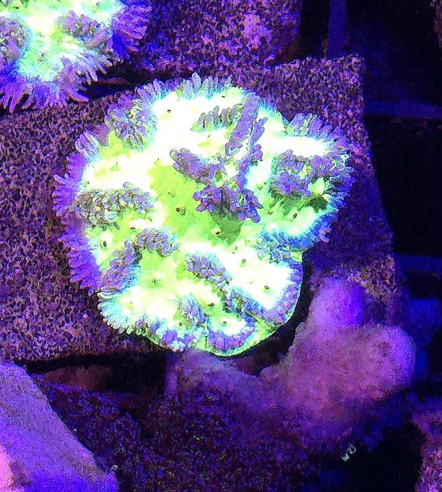 51 Hydnophora Fluo Zielona FLUOLAMPS WYSYLKI