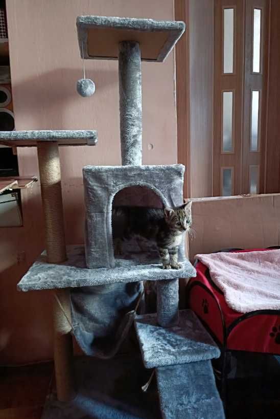 Drapak budka dla kota wieża legowisko domek sizal 5 poziomów