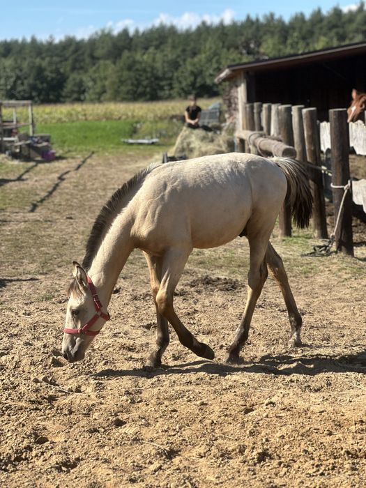 Jeleni odsadek po Bandosie