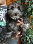 Piesek Pooton Maltipoo