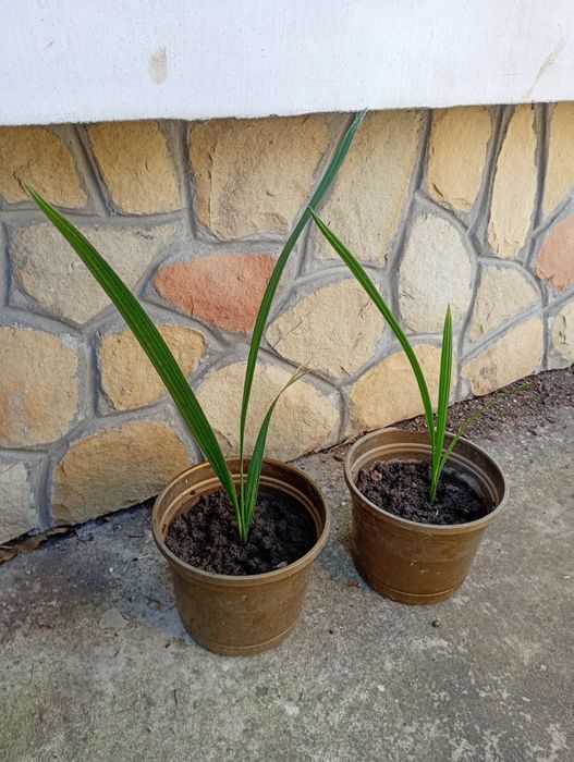 Фінікова пальма домашня